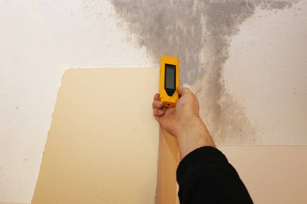 Best Black Mold Removal  in Bridgeport, OH